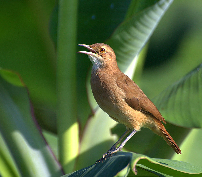 Pájaro