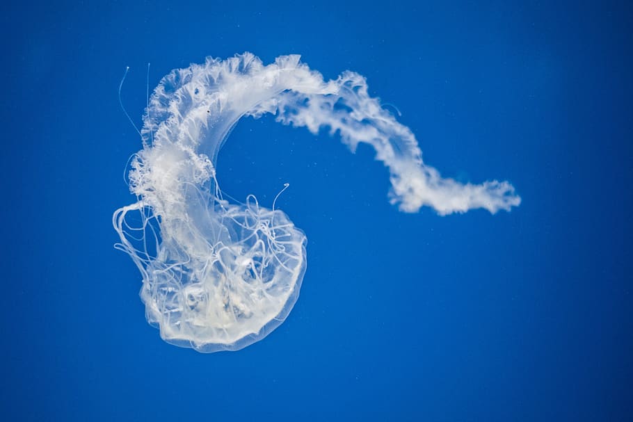 medusa nadando