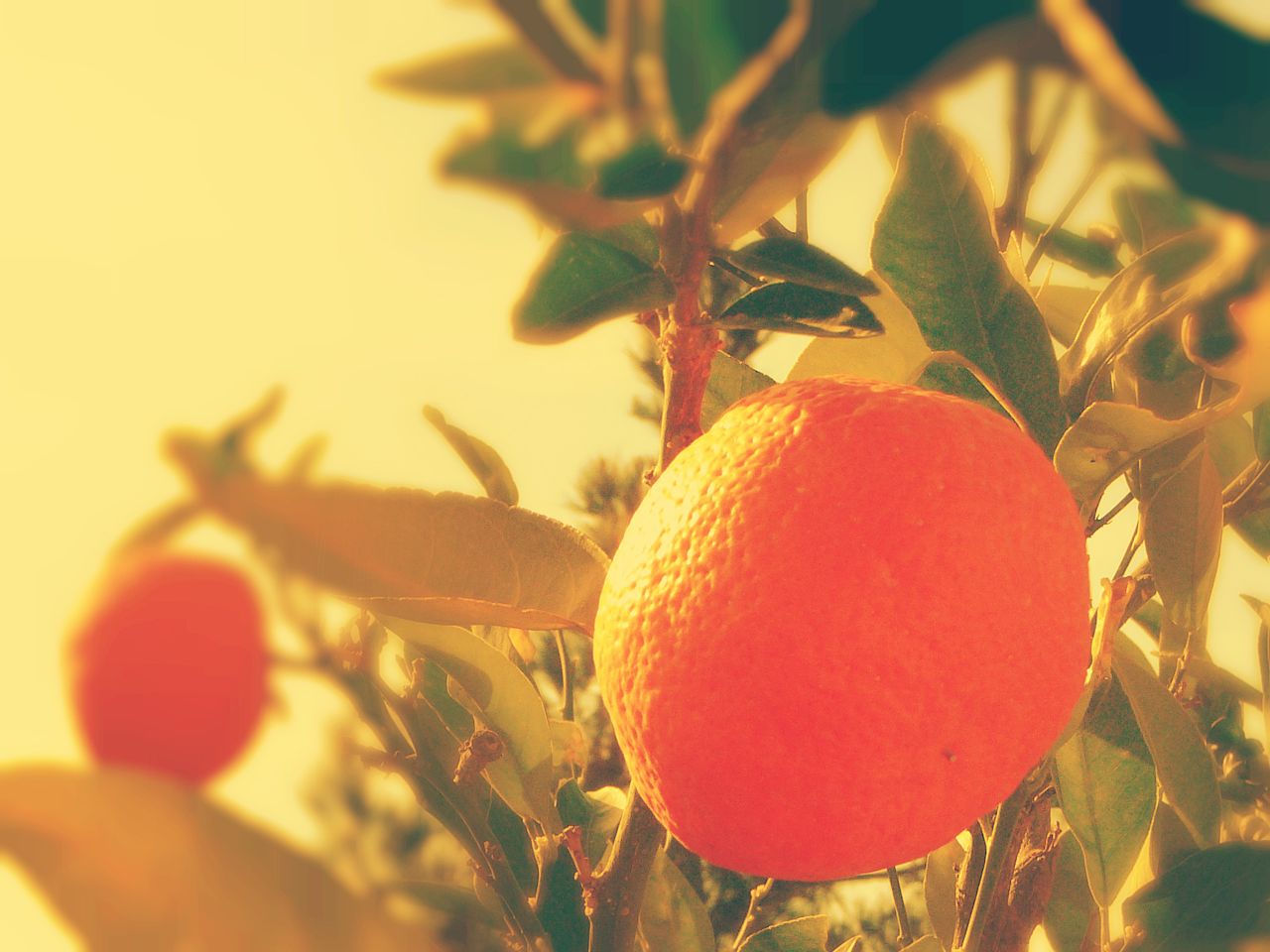 naranja cítrico de la zona de Salto, Uruguay