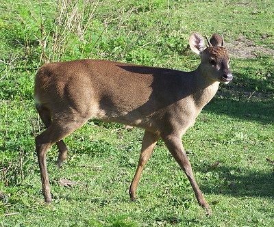 guazubirá