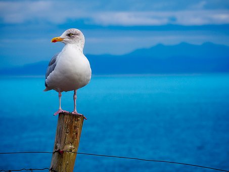 gaviota