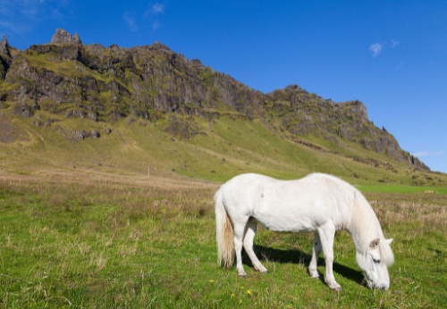 Caballo