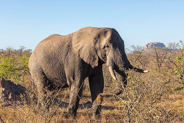 ELEFANTE