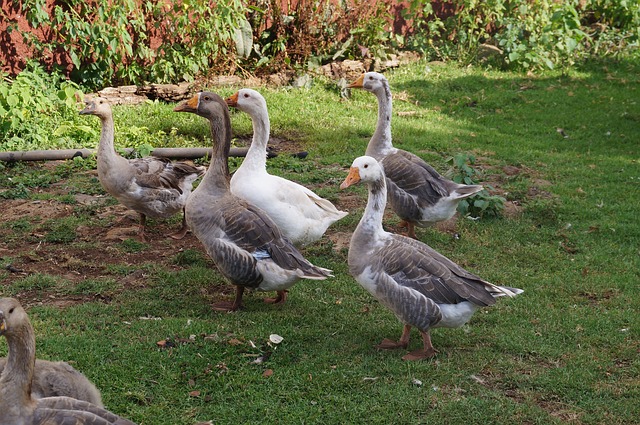 PATOS