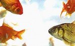 PECES