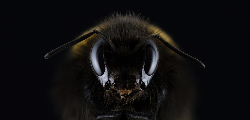 Abeja