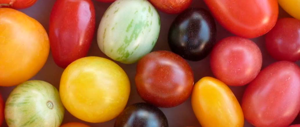 tomates de diferentes colores