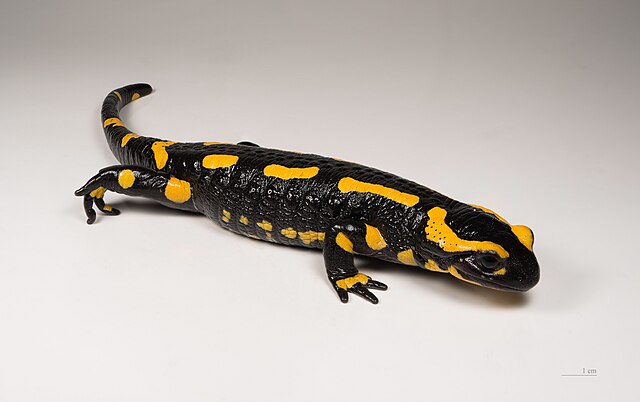 Foto de salamandra