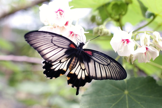 Mariposa