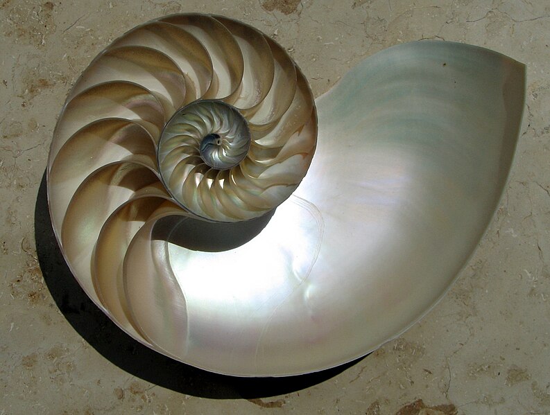 Caracol. Nautilus