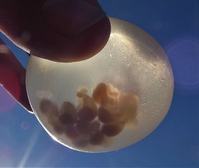 Huevos  del caracol marino Adelomelon.   Los huevos se liberan  en el mar y dentro se desarrollan los embriones.
