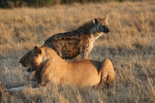 León y hiena en un mismo territorio 