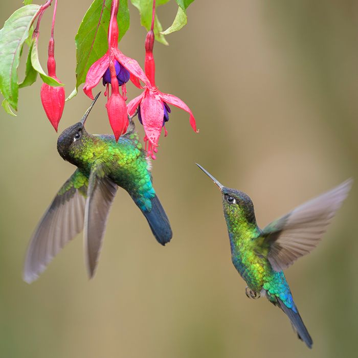 Dos colibríes en un mismo grupo de flores 