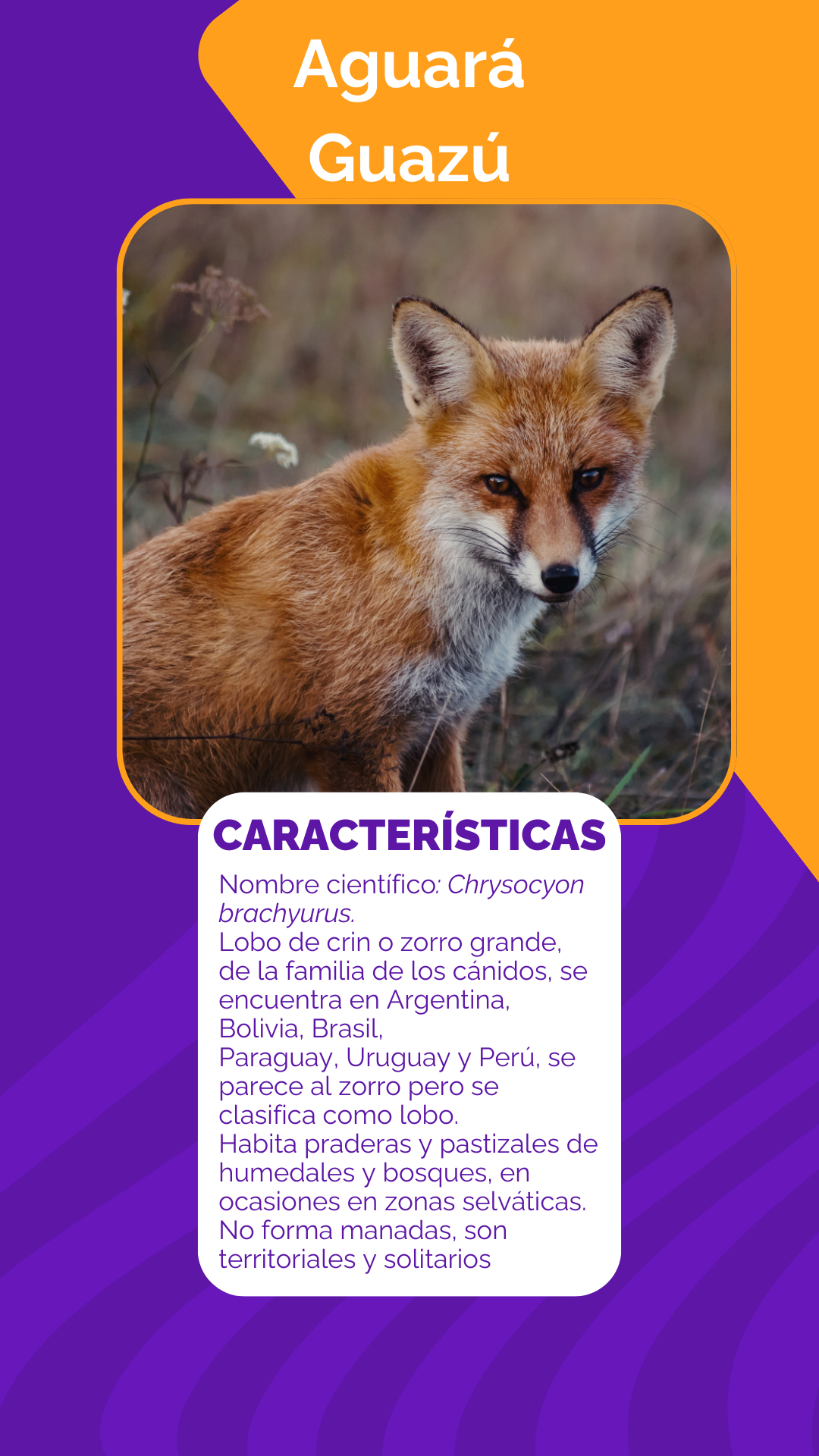 Aguará Guazú