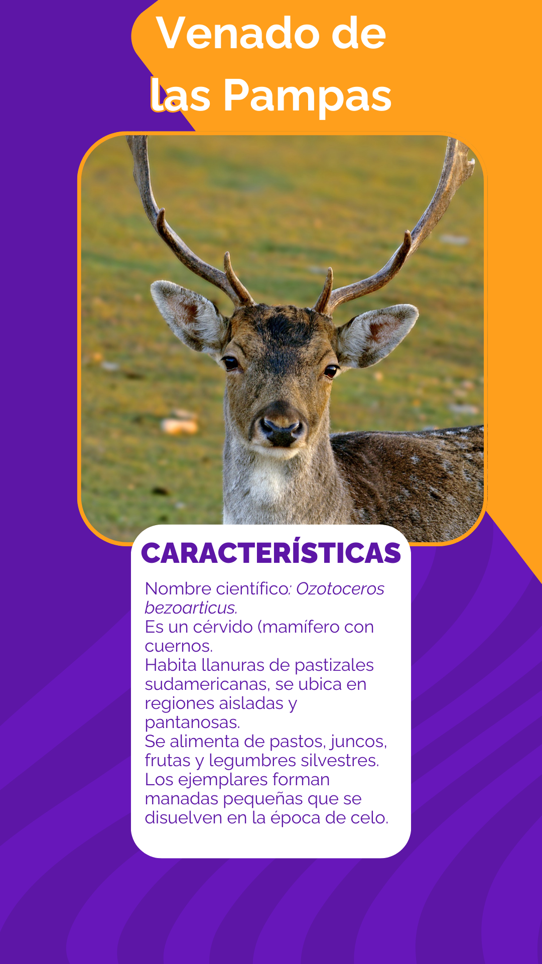 Venado de las pampas