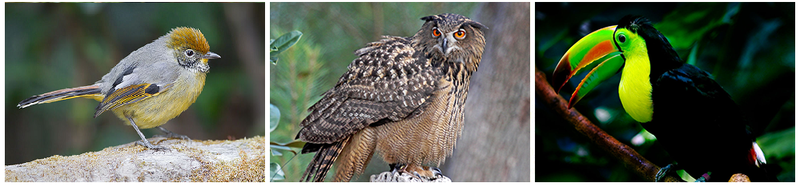 Pájaros