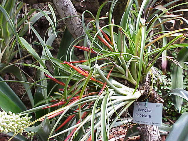 Clavel de aire