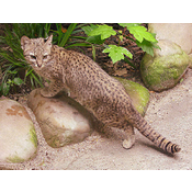 Gato Montés