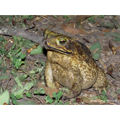 Sapo Cururú