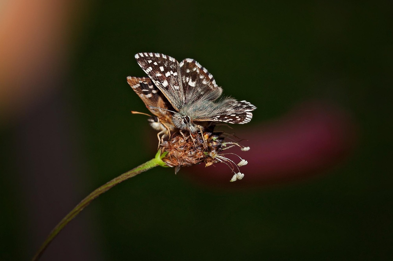 Dos mariposas aparéndose
