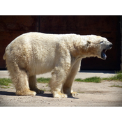 Oso polar