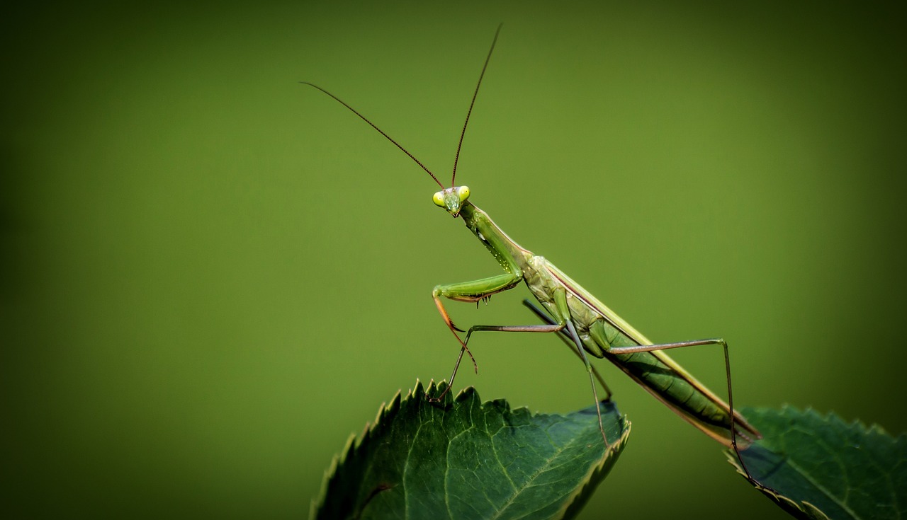Mantis Religiosa sobre hoja de planta 