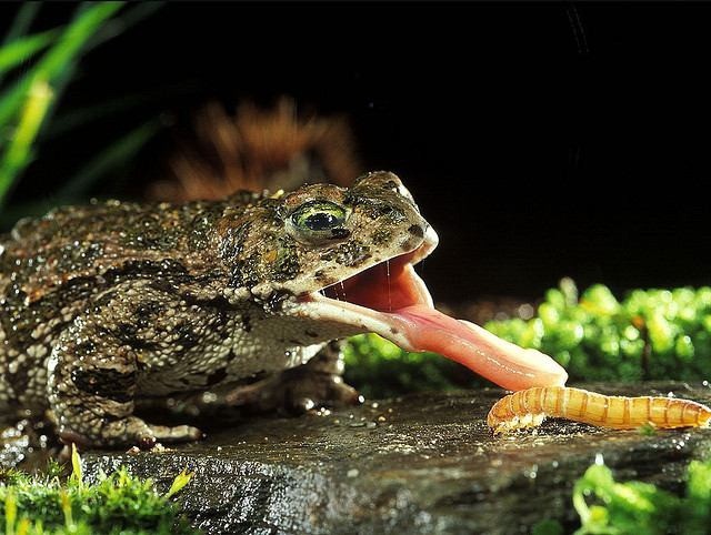 sapo cazando 