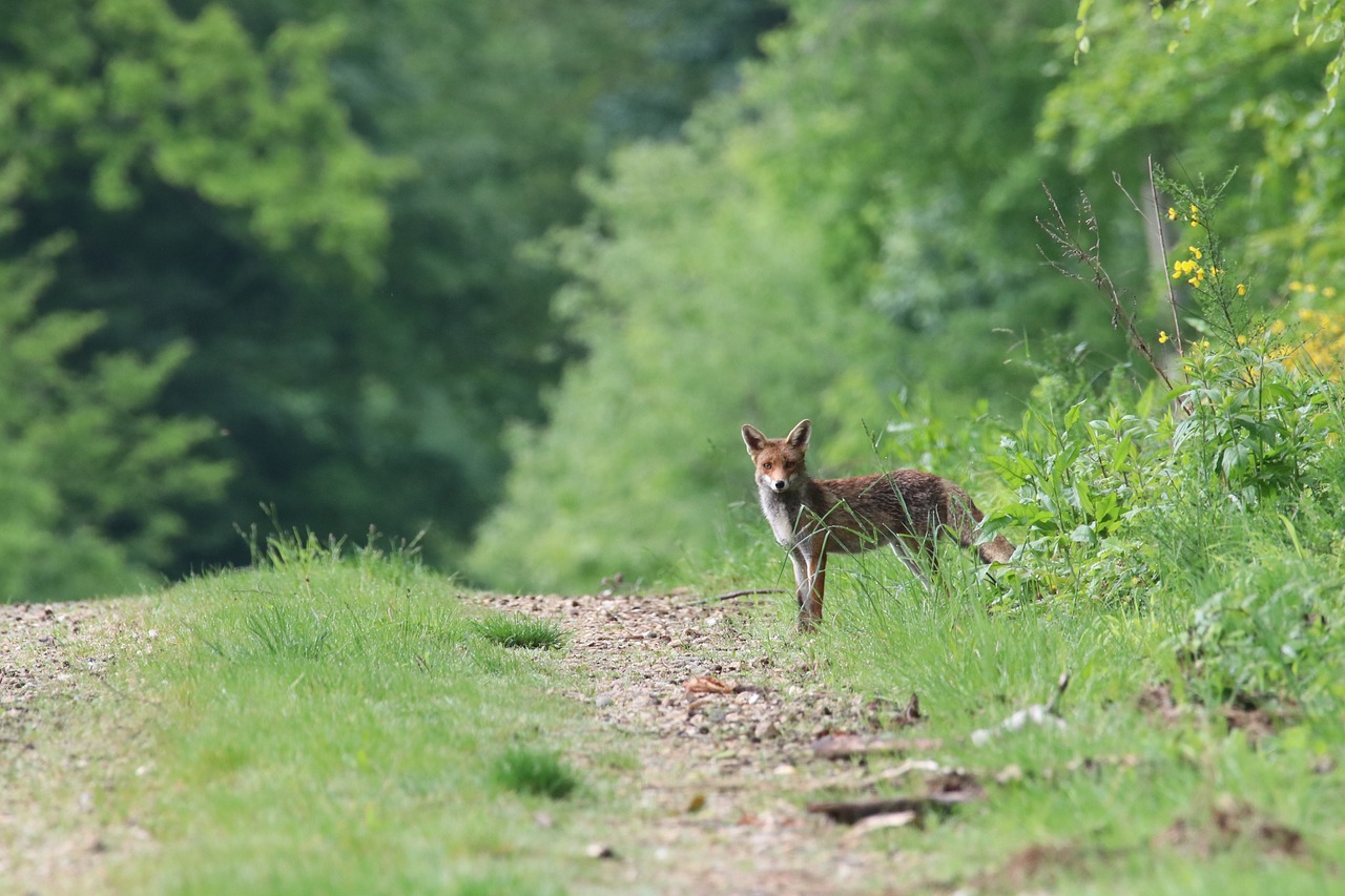 Ecosistema terrestre: bosque con un zorro en el camino