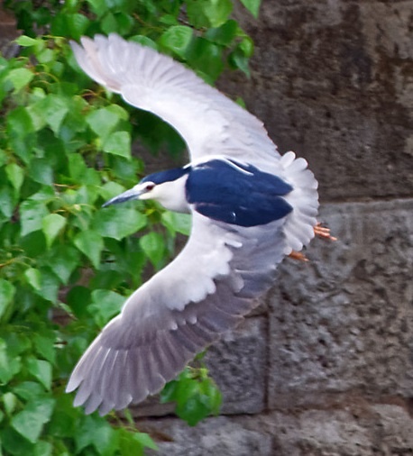 Martinete (especie de ave en vuelo)