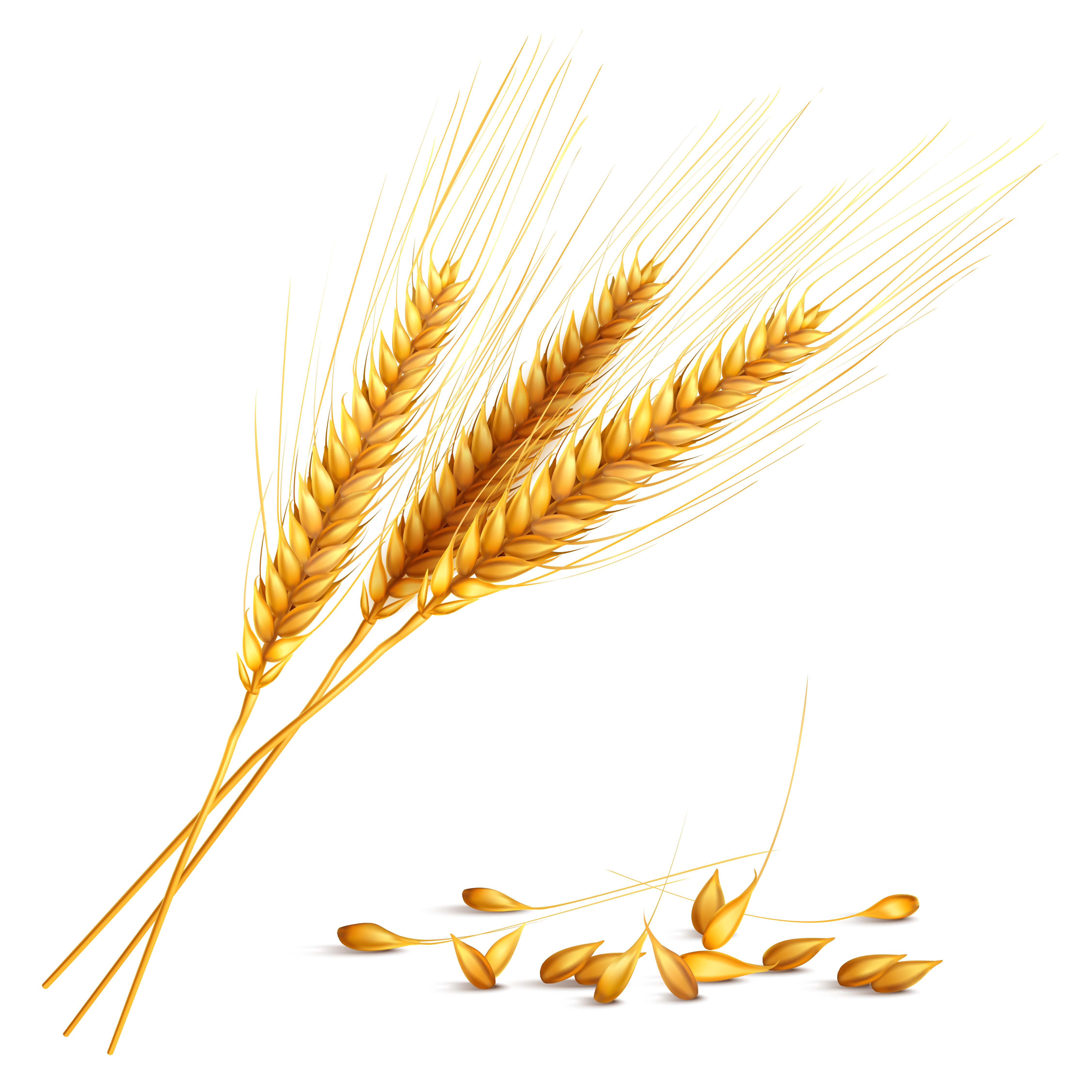 Espigas de trigo
