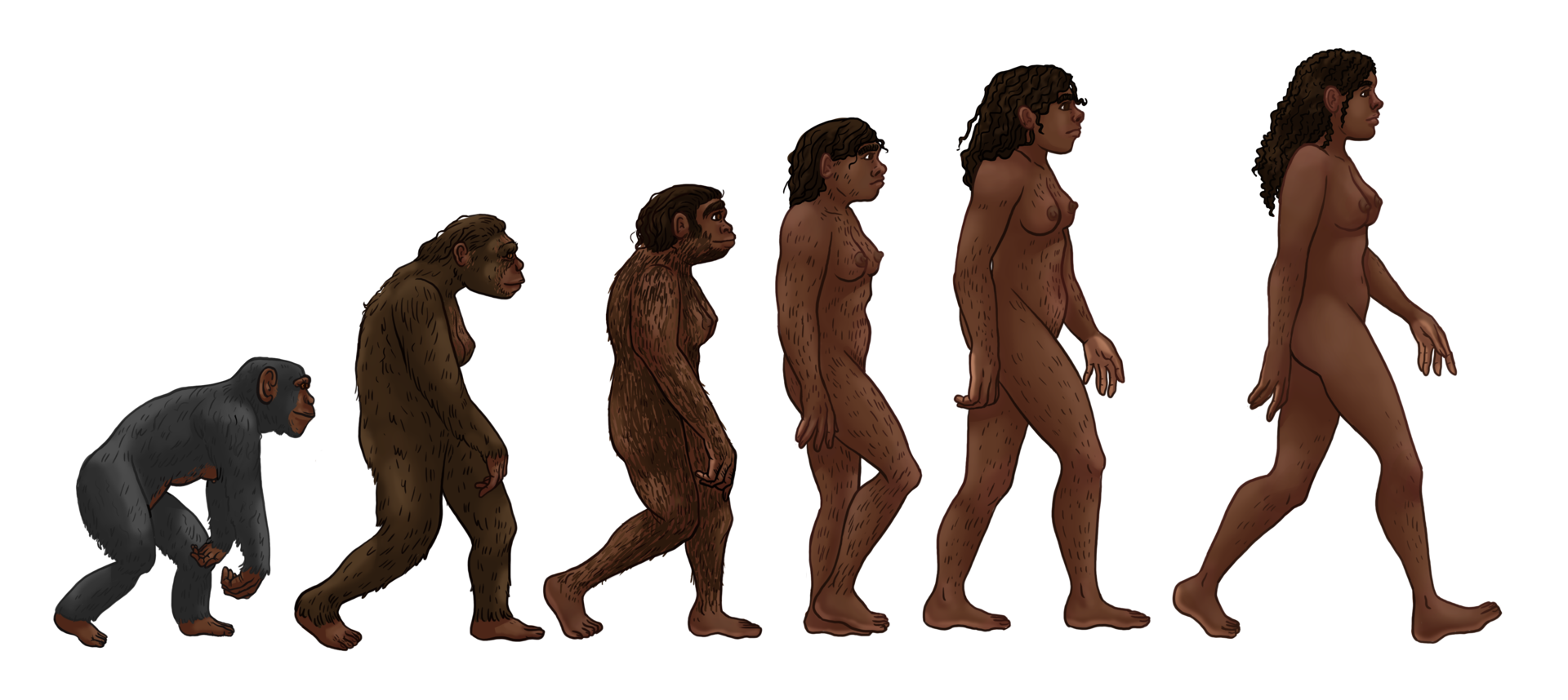 Dibujo de antepasados del Homo sapiens