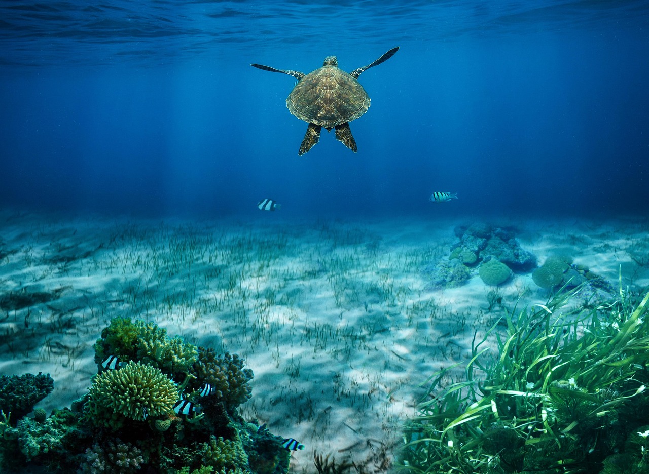 fondo marino en el que se destaca la presencia de una tortuga y vegetación  