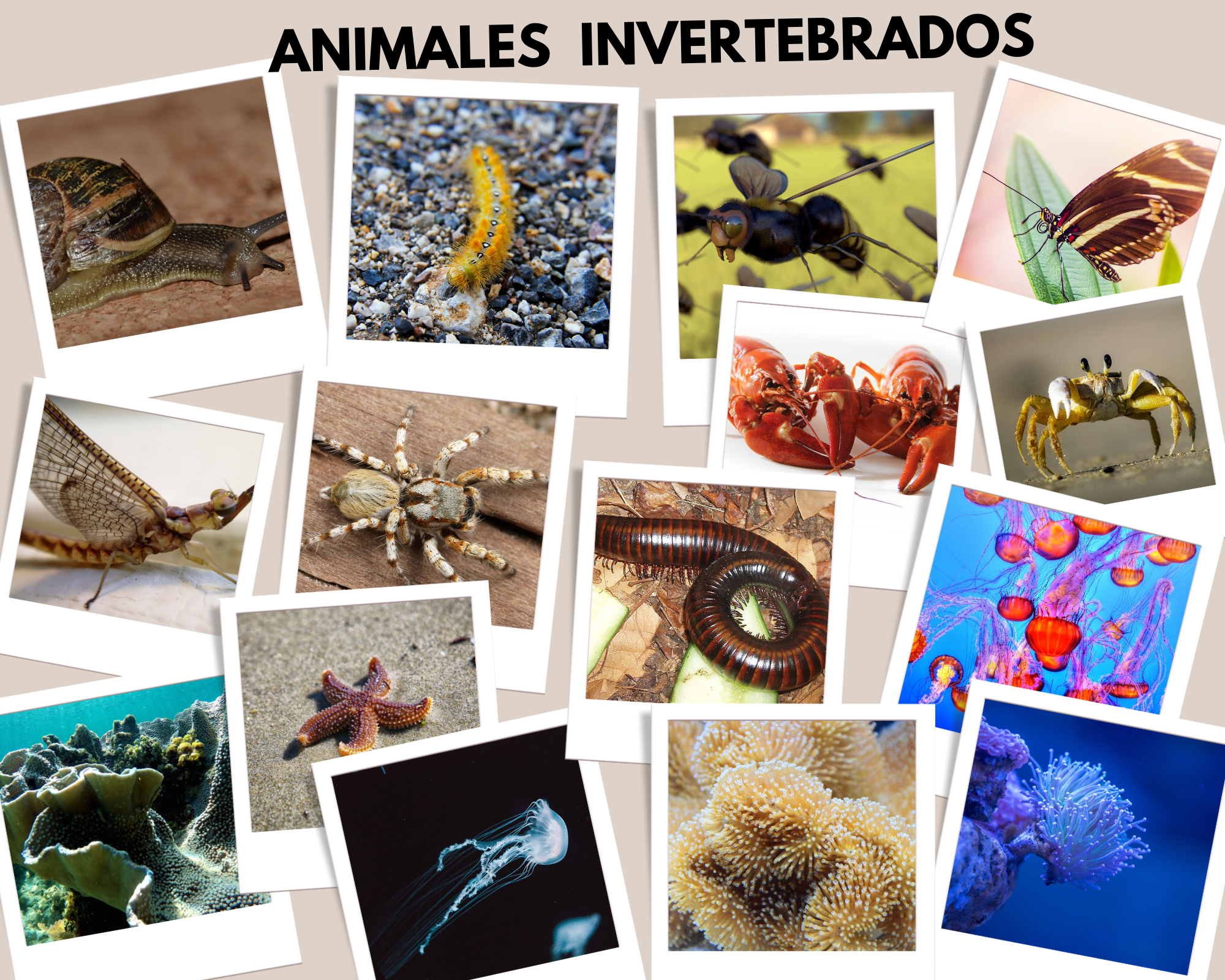 Animales invertebrados