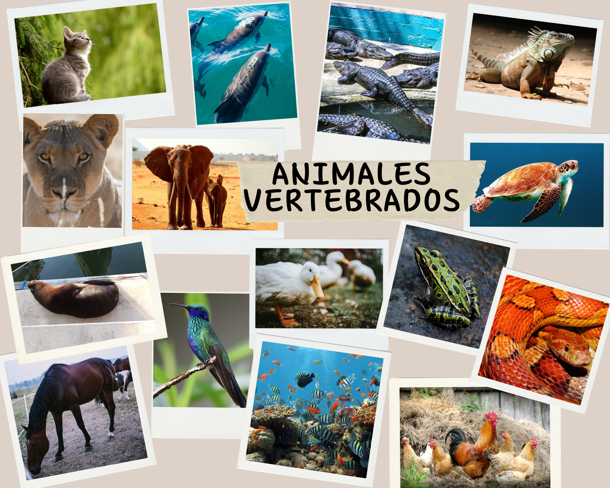 Animales vertebrados