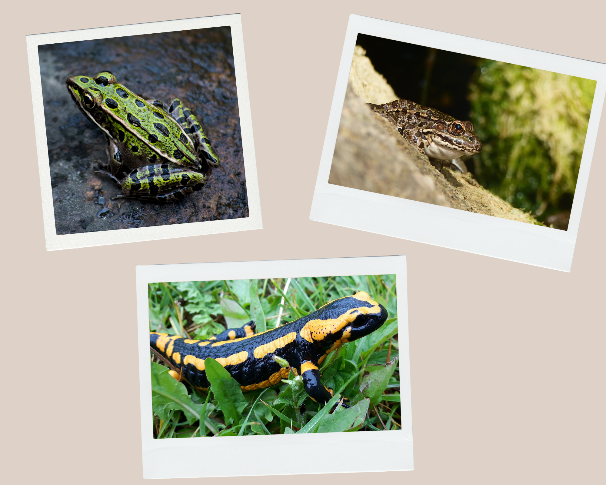 Anfibios