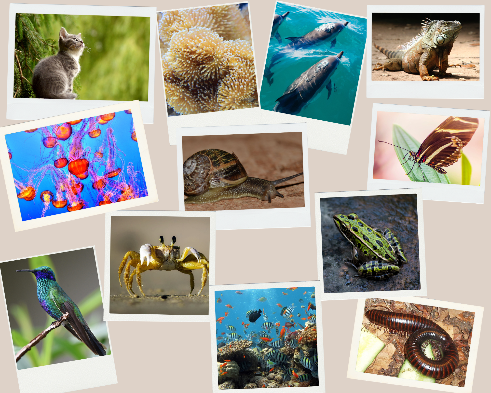 Animales vertebrados e invertebrados