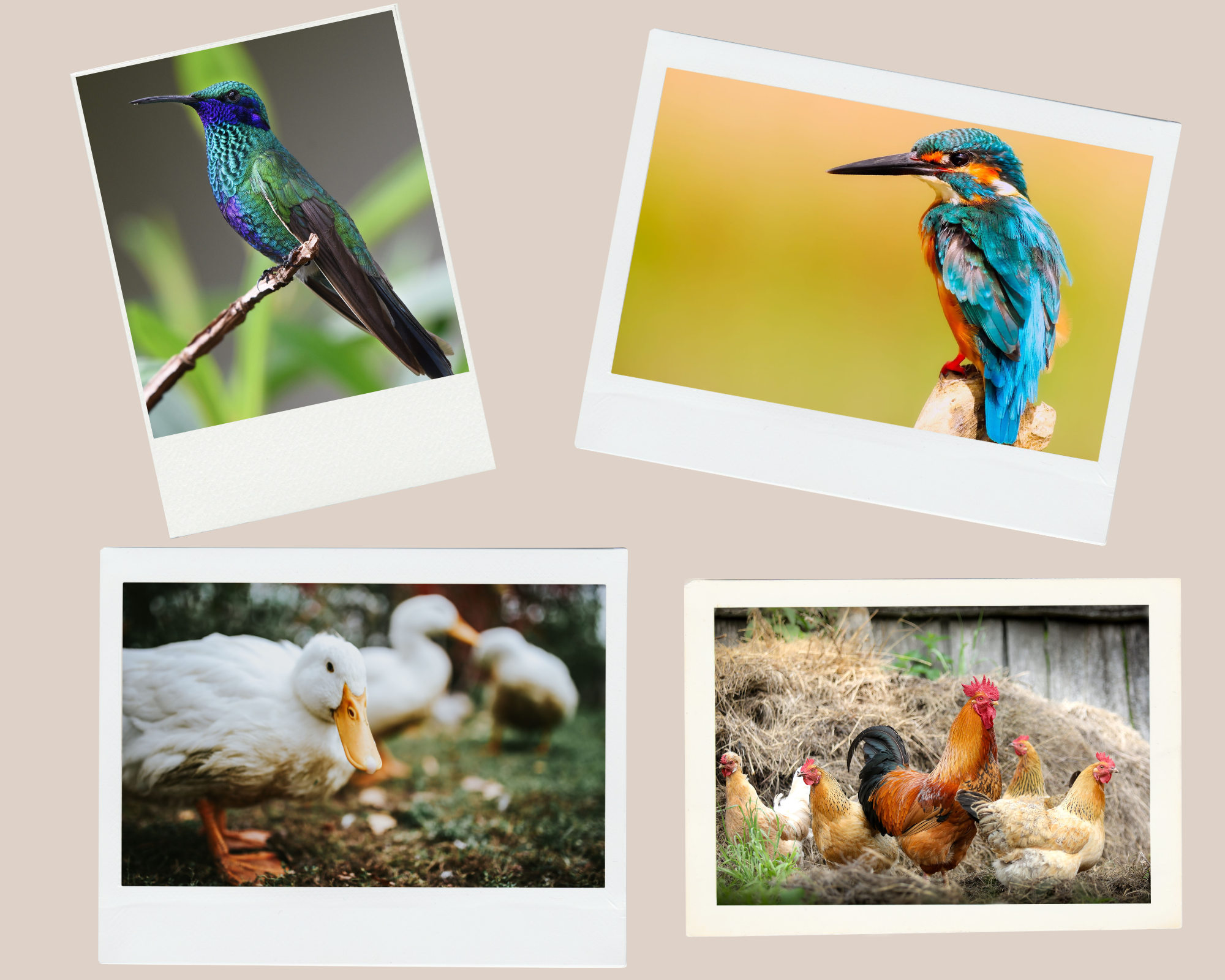 Aves
