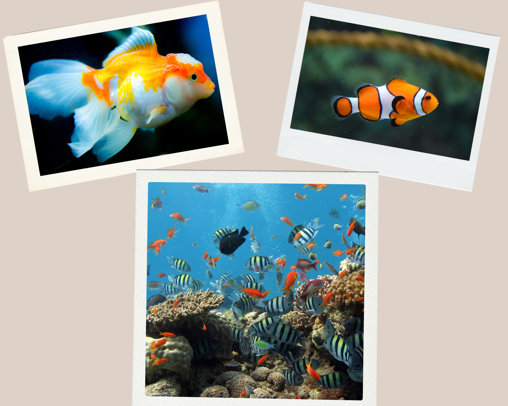 Peces