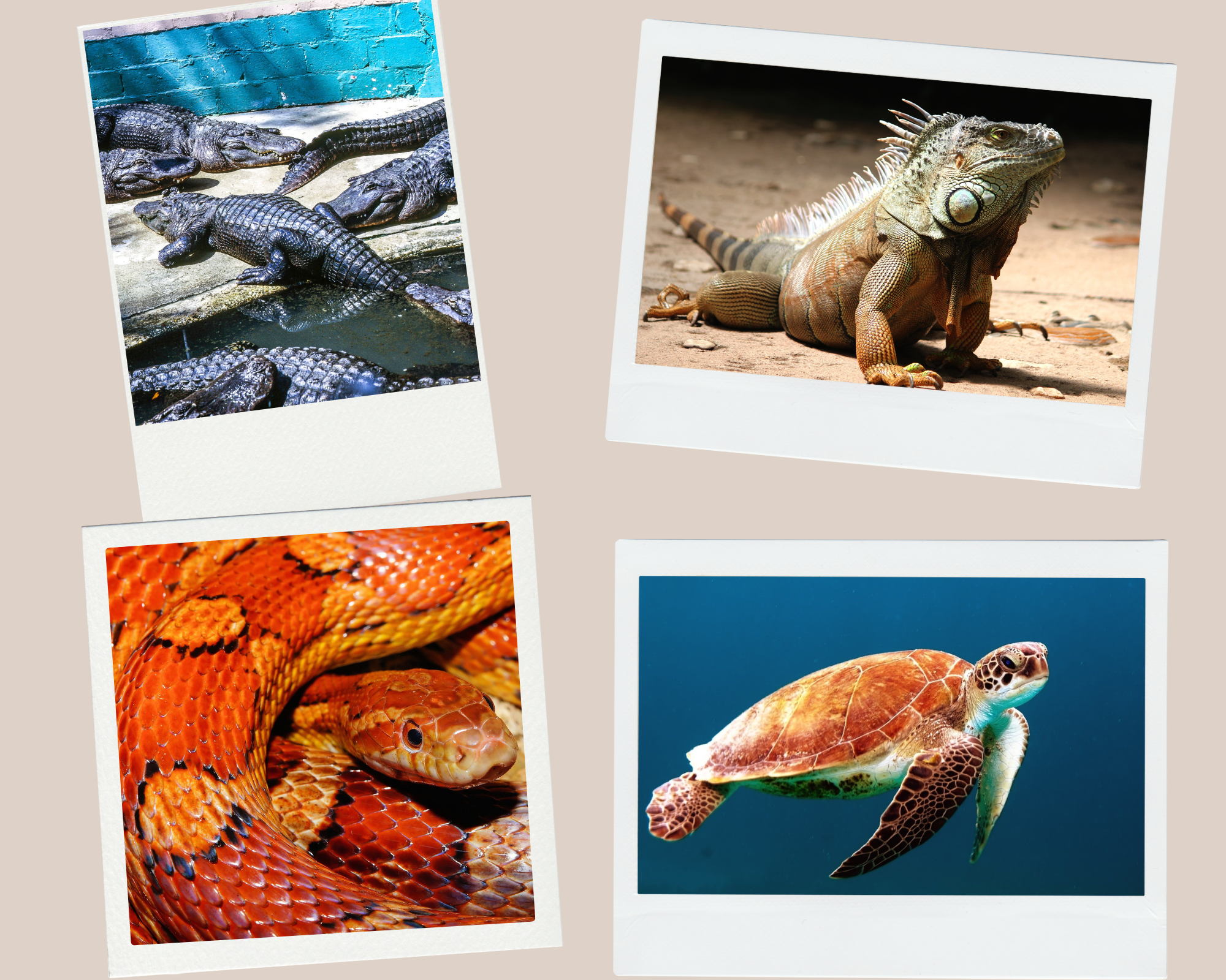 Reptiles