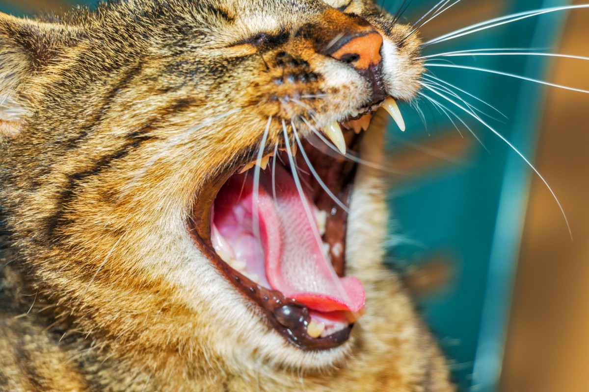 Gato