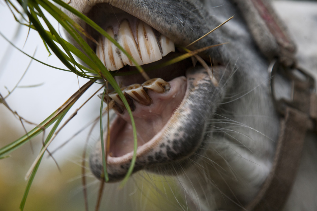 Dientes caballo
