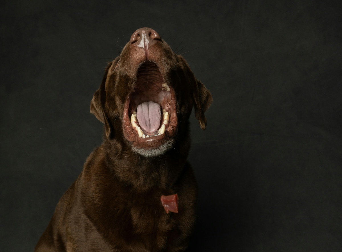 perro