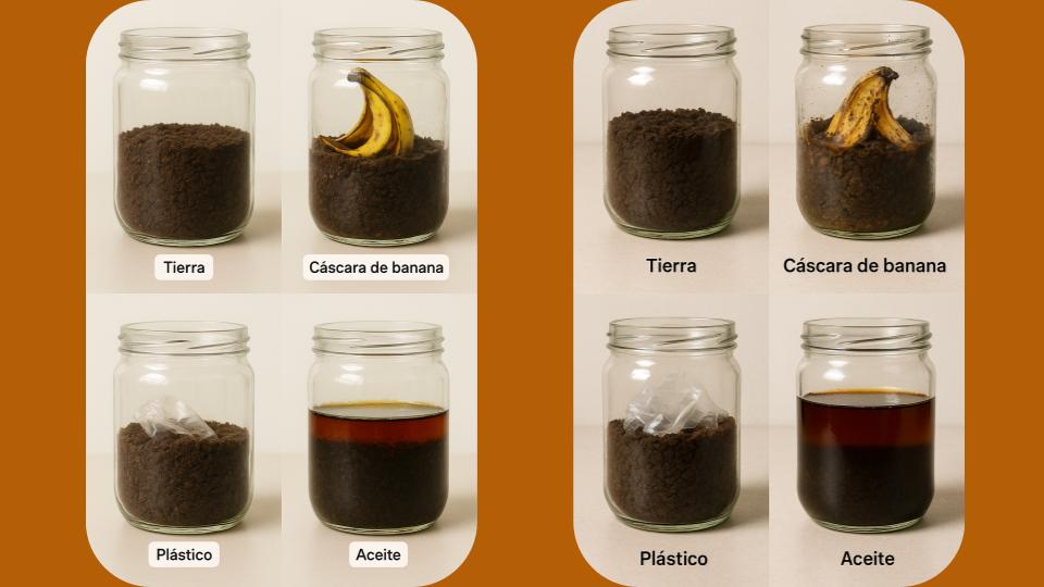 Frascos que muestran procesos de frutas en tierra.