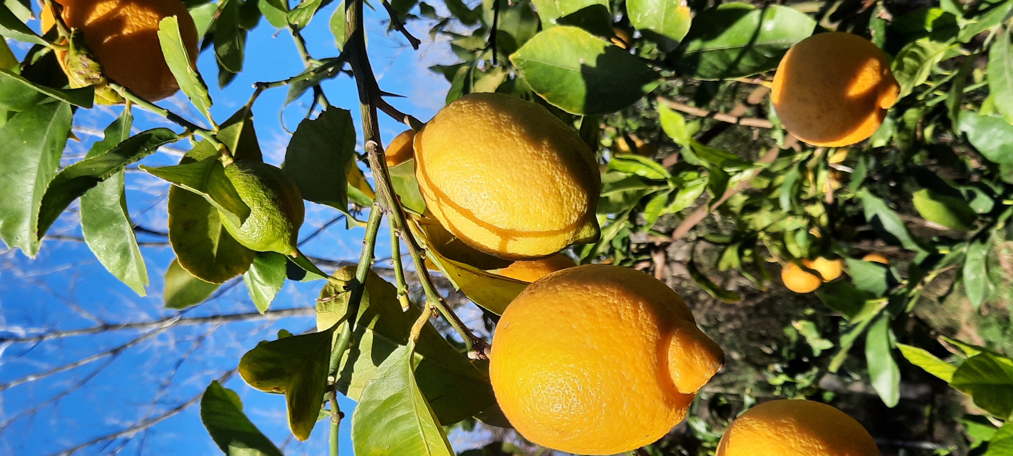 Limonero