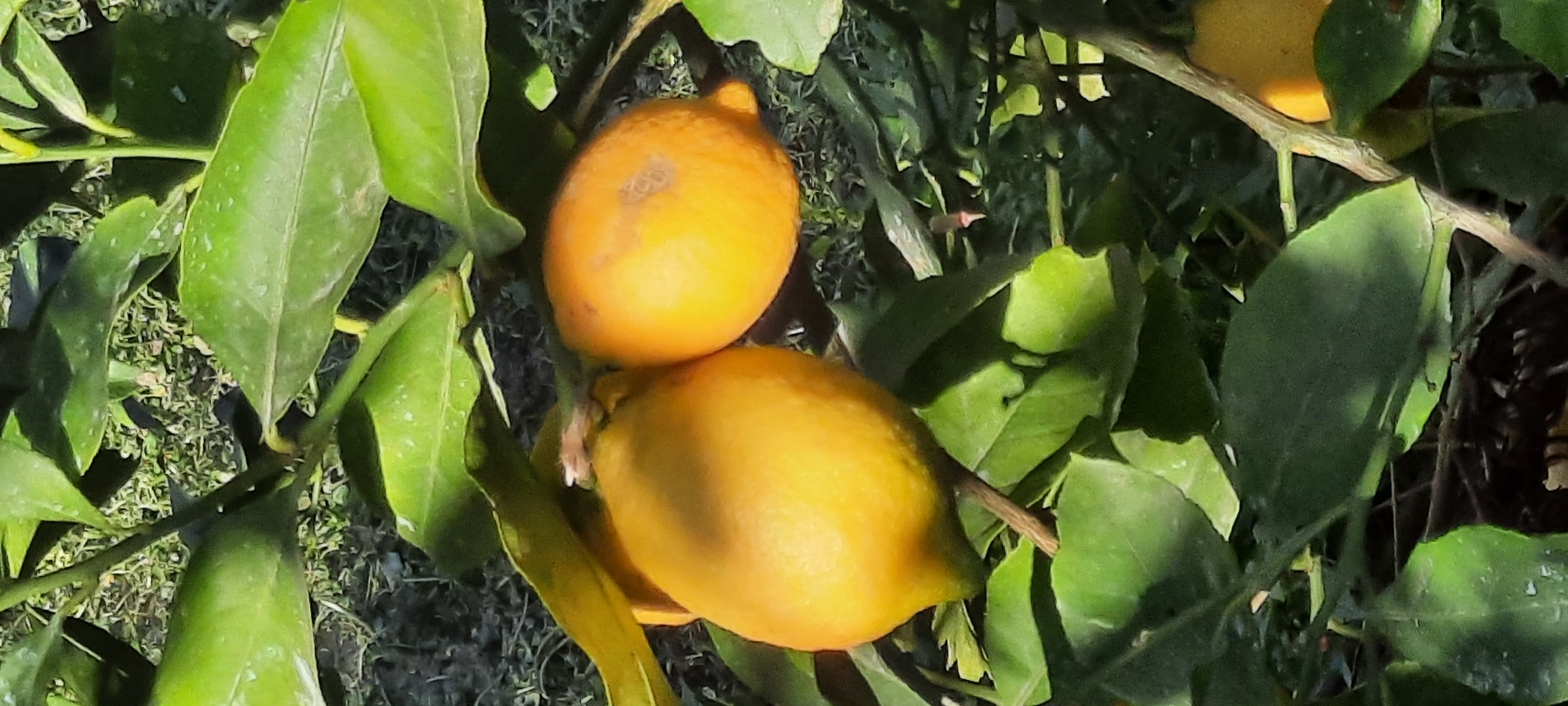 Limonero