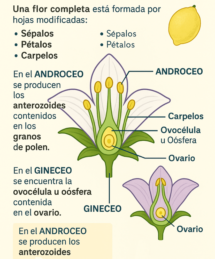Partes de la flor