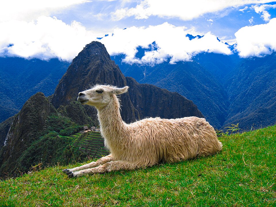 Llama en Machu Pichu