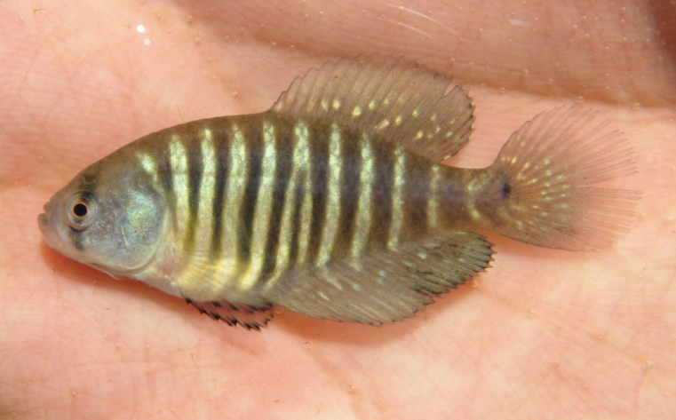 Imagen de pez austrolebias charrúa