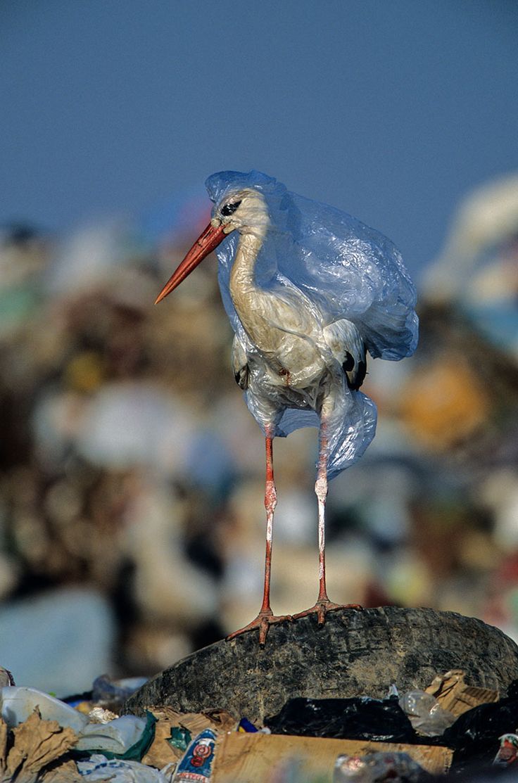 En este recurso, nos sumergiremos en el corazón de los desafíos ambientales que enfrenta nuestro planeta. Descubrirán no solo qué es la contaminación y sus diferentes formas, sino también las causas profundas que la originan. Nuestro objetivo es despertar en ustedes una mirada crítica y activa, para que se conviertan en verdaderos agentes de cambio en la protección y el respeto por el ambiente. ¡Es hora de entender, reflexionar y actuar!