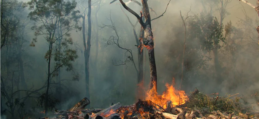 Bosques quemados